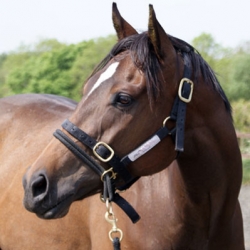 Monty Roberts Dually Halter 